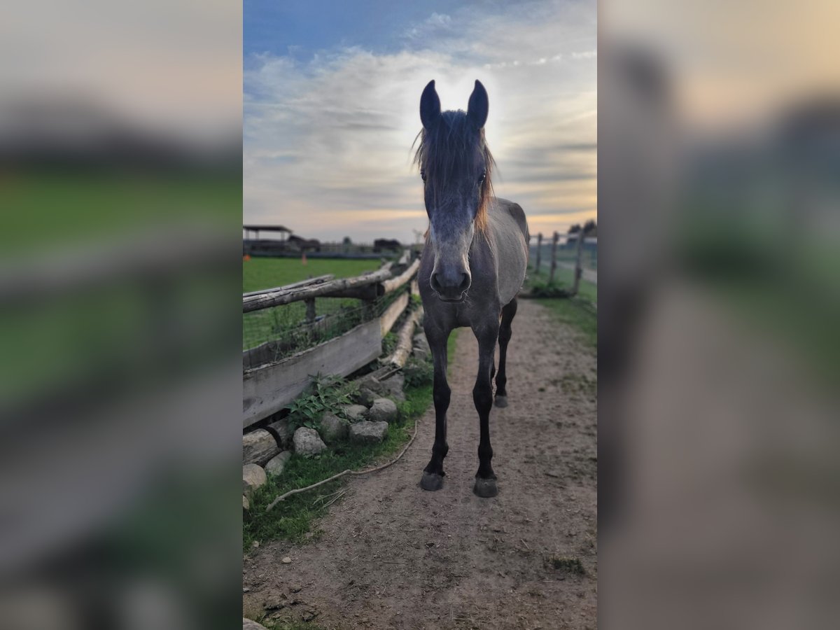 PRE Mix Mare 3 years 15,2 hh Gray in Hohen Pritz