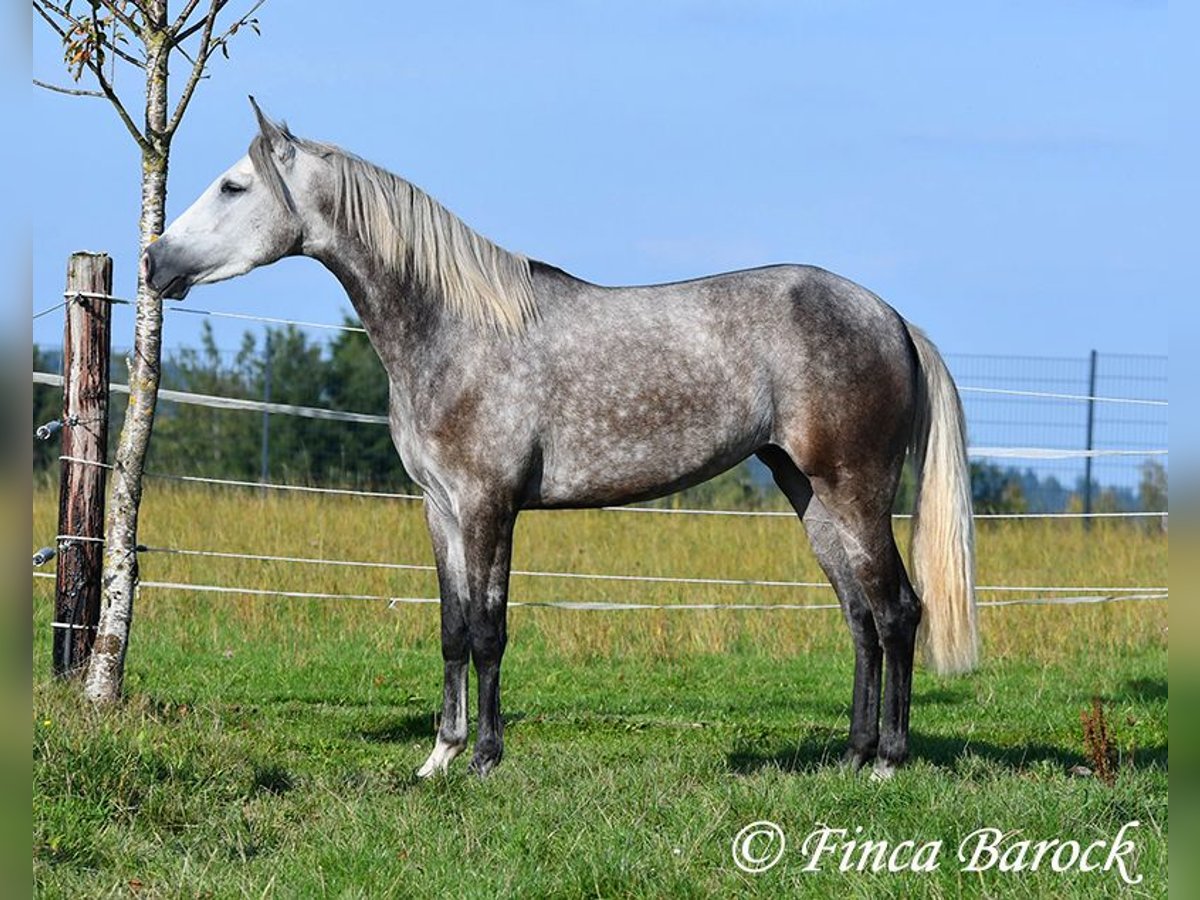 PRE Mix Mare 3 years 15,2 hh Grey in Wiebelsheim