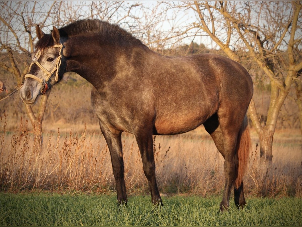 PRE Mix Mare 3 years 15,2 hh Grey-Blue-Tan in Valencia