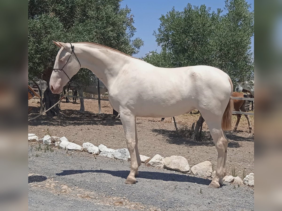 PRE Mare 3 years 16,1 hh Perlino in Trebujena