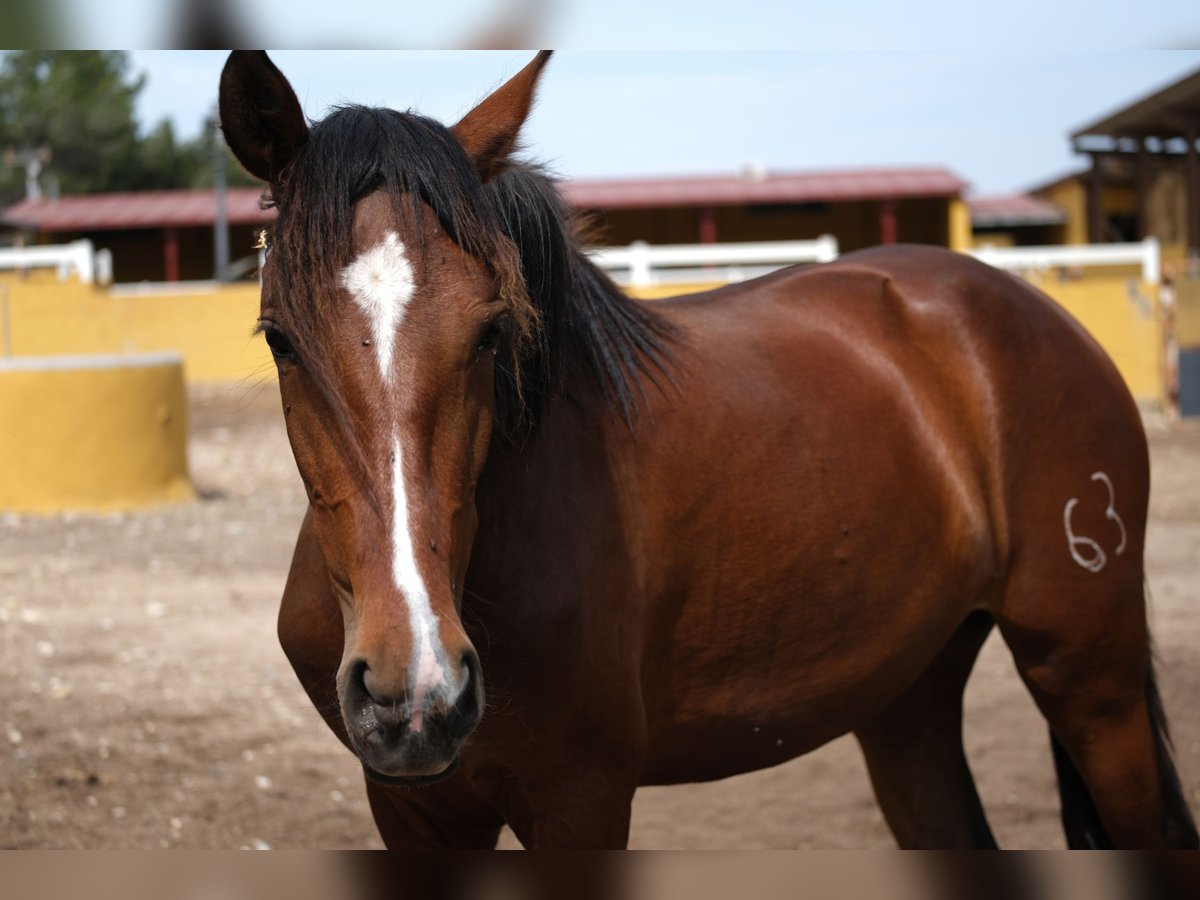 PRE Mix Mare 3 years 16 hh Bay in Hamburg