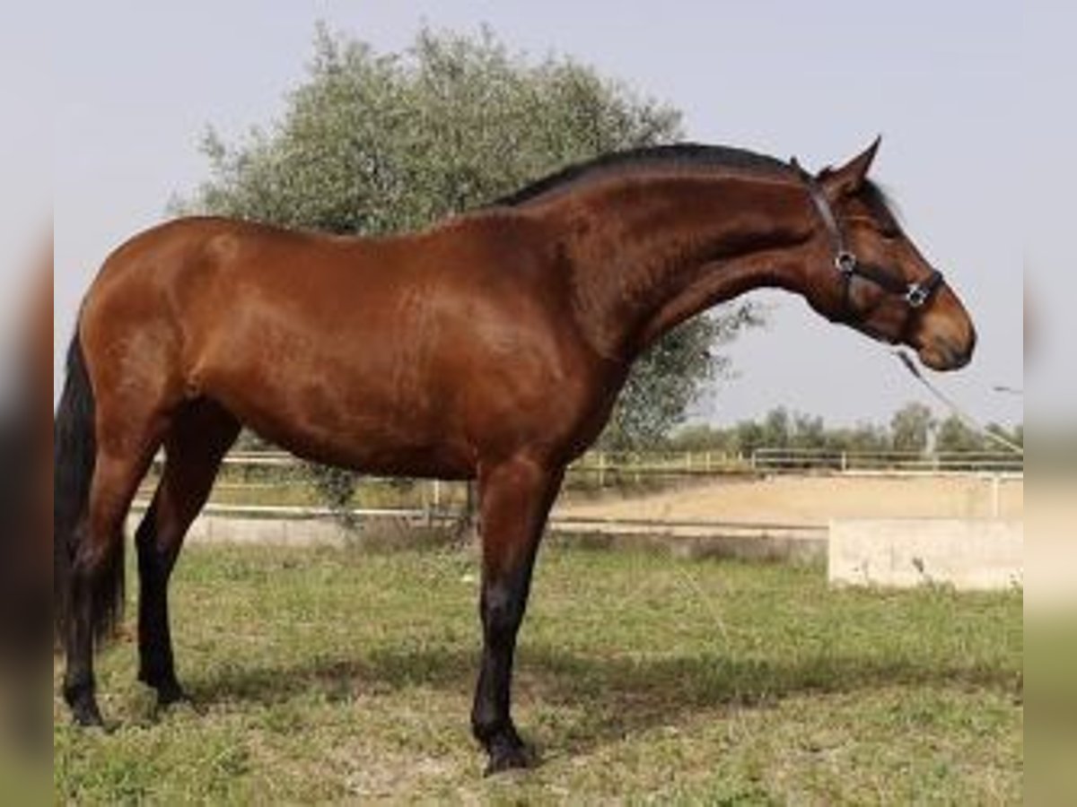 PRE Mix Mare 3 years 16 hh Bay in MADRID