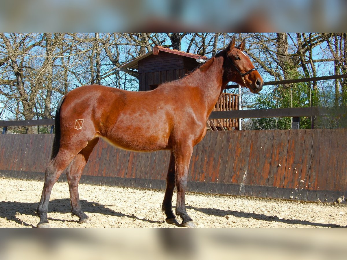 PRE Mix Mare 3 years 16 hh Brown in Caumont
