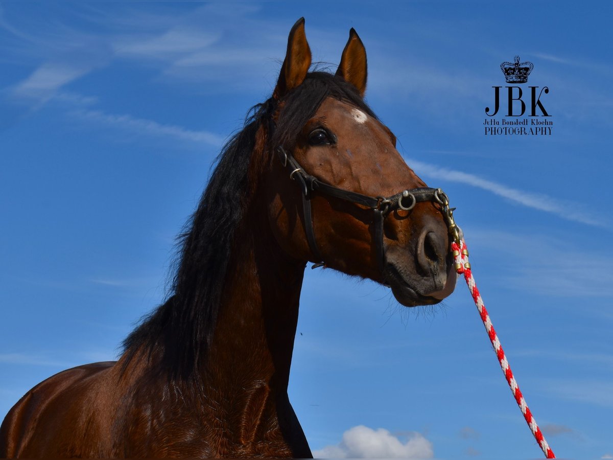 PRE Mare 3 years 16 hh Brown in Tabernas Almería