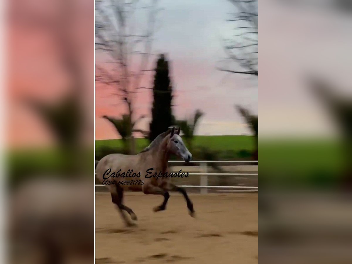 PRE Mare 3 years 16 hh Grey in Schimmel