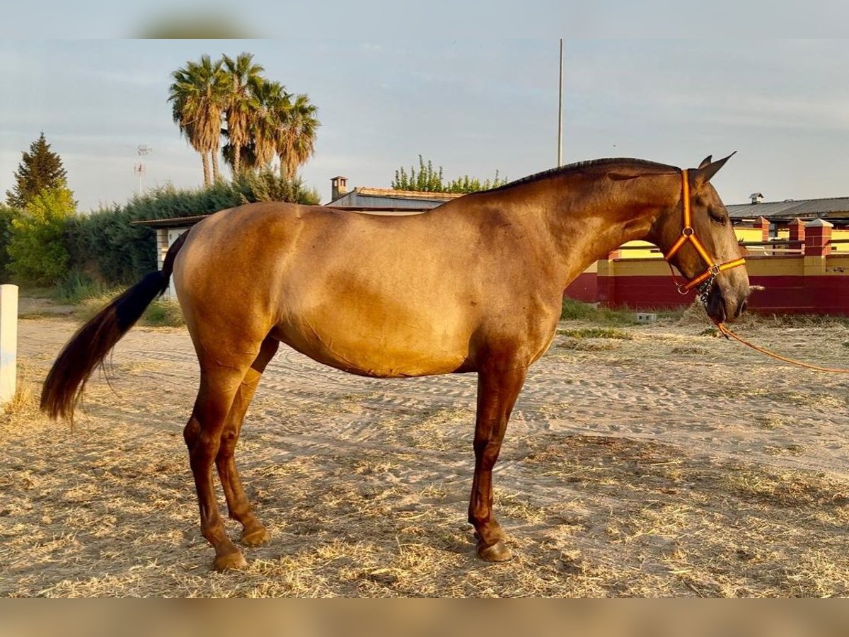 PRE Mare 3 years 16,2 hh Dun in Villanueva De La Serena