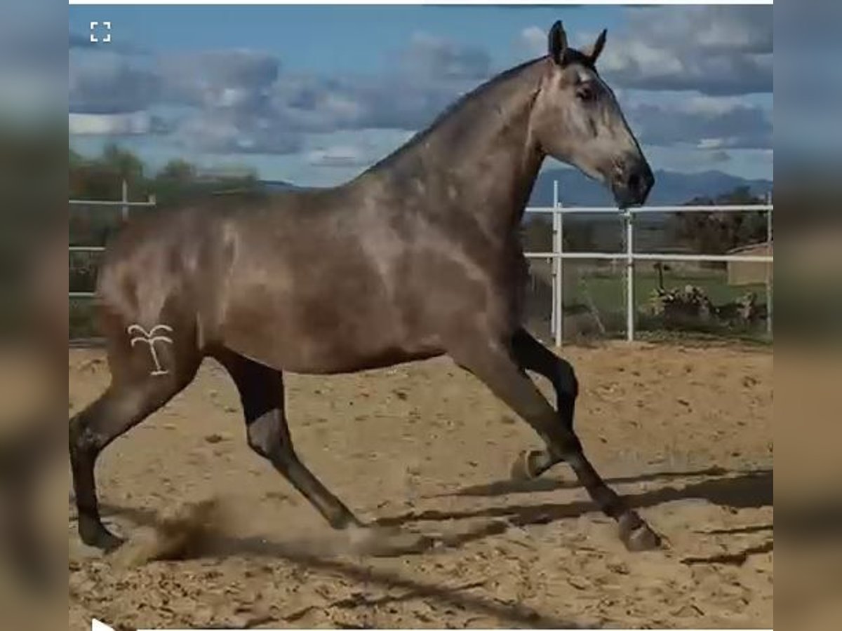 PRE Mare 3 years 17 hh Grey-Fleabitten in Navalvillar De Pela