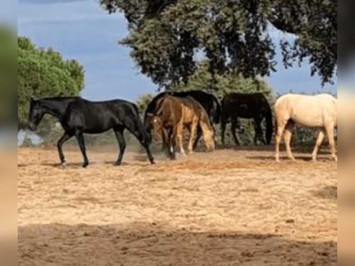 PRE Mix Mare 3 years Overo-all-colors in Sevilla