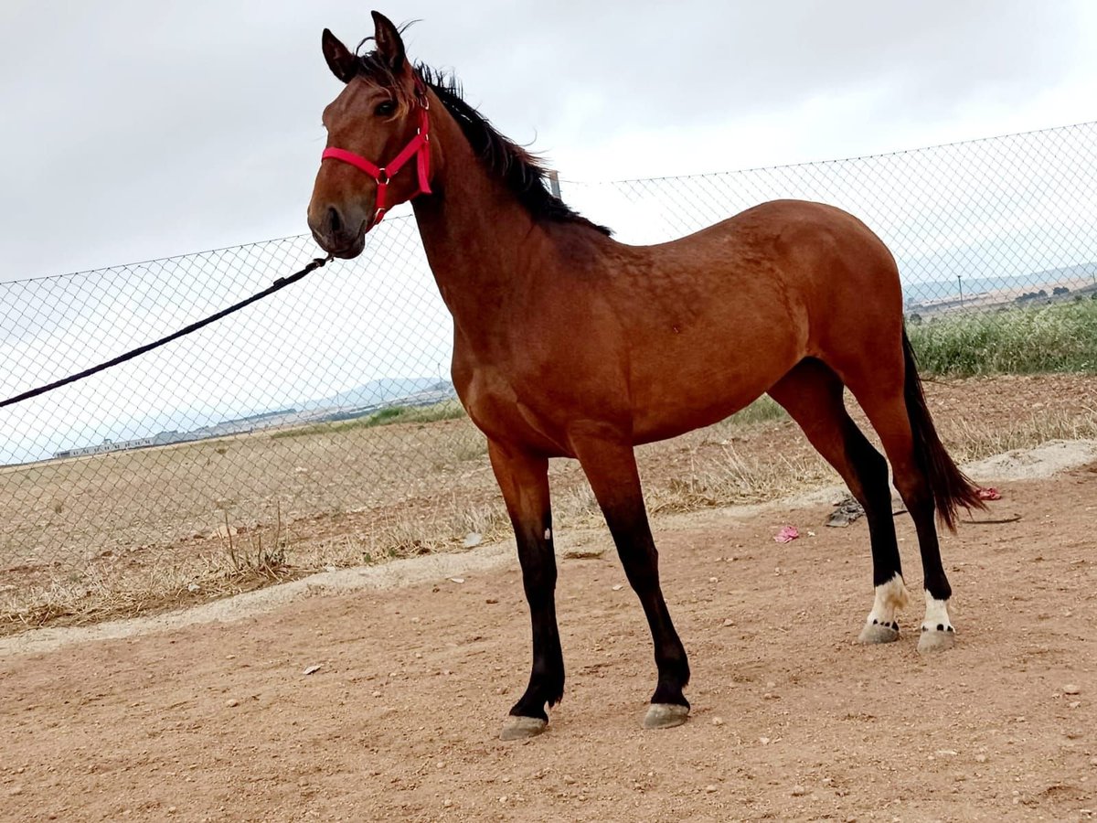 PRE Mix Mare 4 years 14,3 hh Bay in Alicante