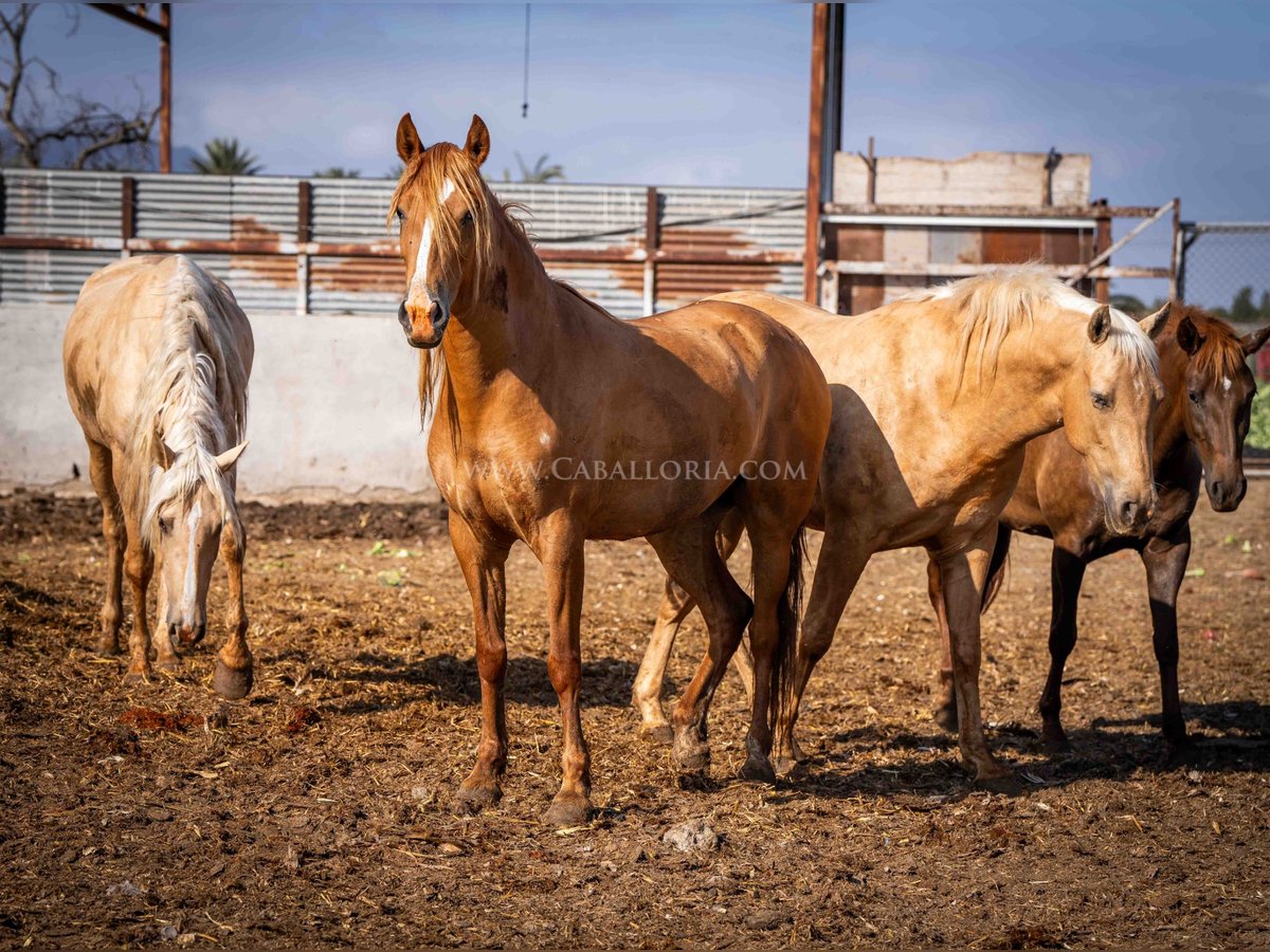 PRE Mare 4 years 15,1 hh Chestnut-Red in Rafelguaraf