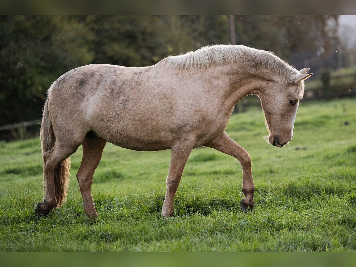 PRE Mix Mare 4 years 15,1 hh Palomino in Tellières-le-Plessis