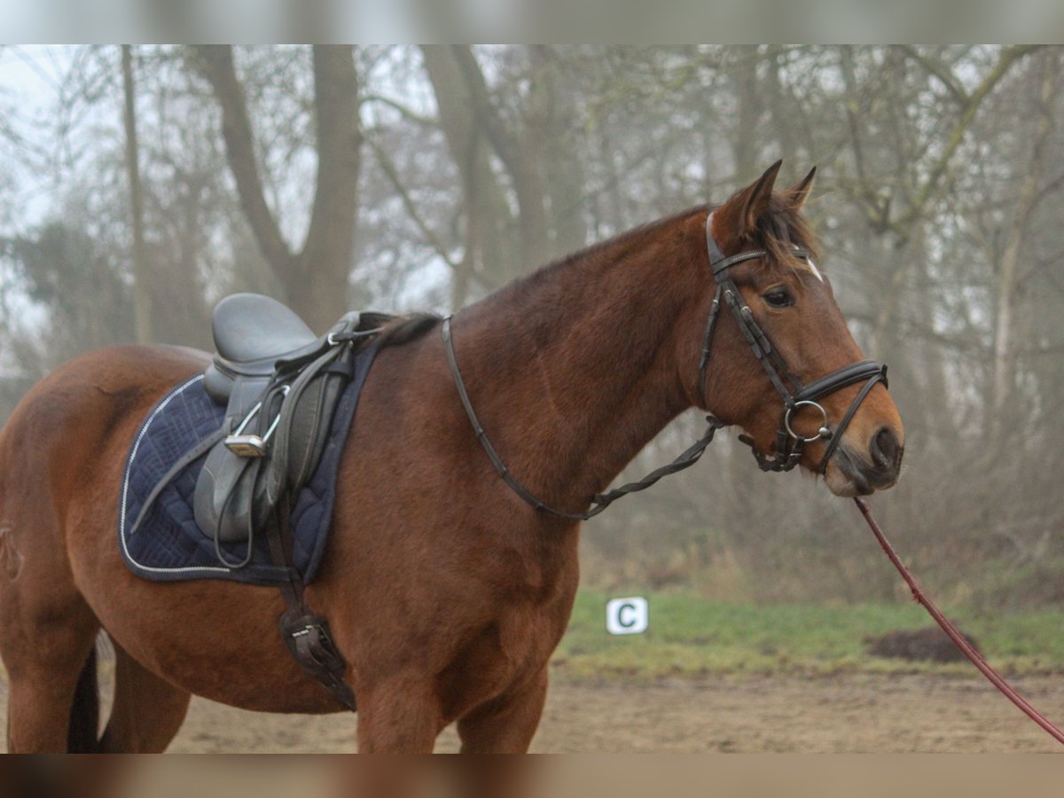 PRE Mix Mare 4 years 15,2 hh Brown in Wremen