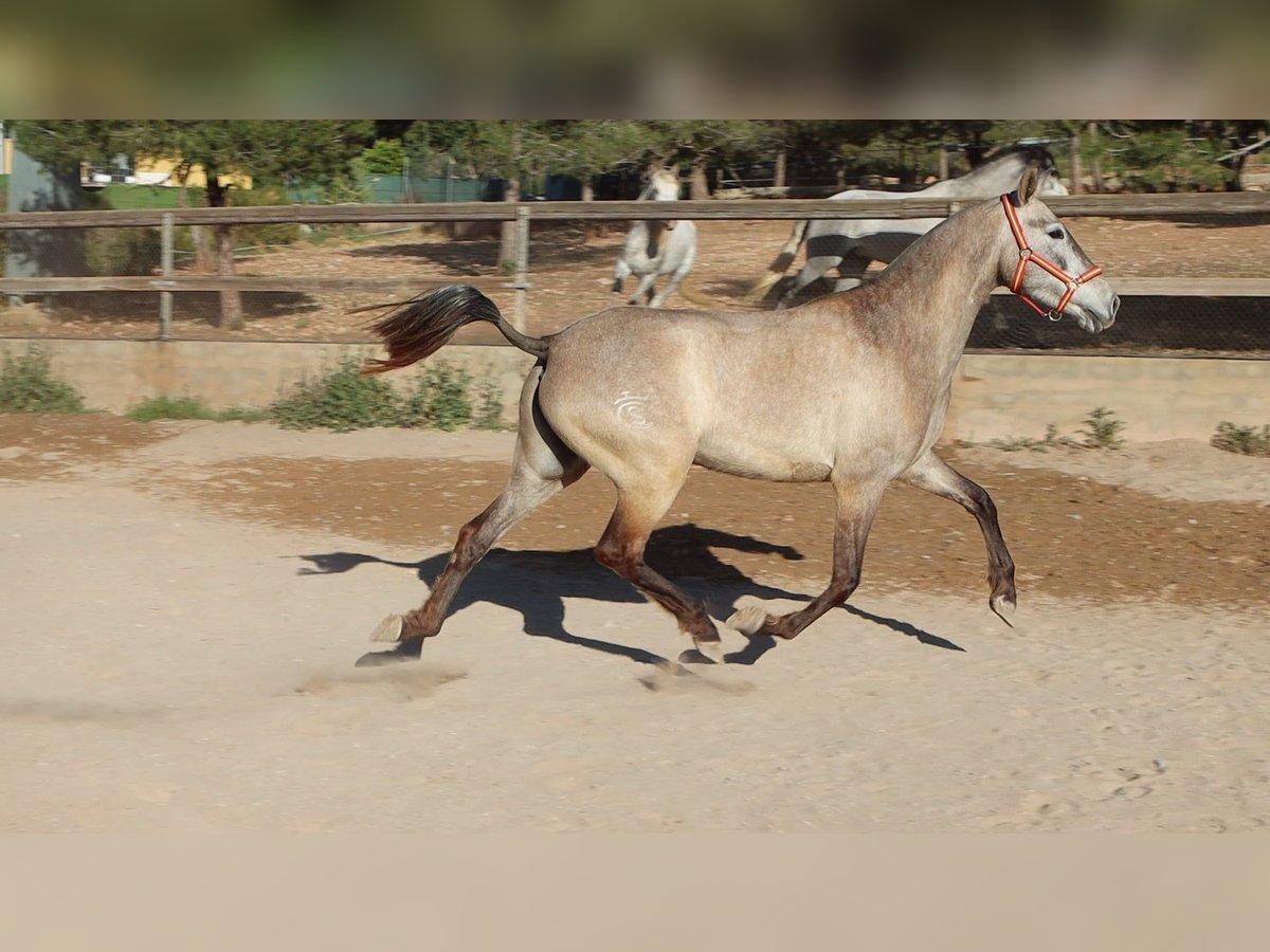 PRE Mix Mare 4 years 15,2 hh Gray in Sagunto