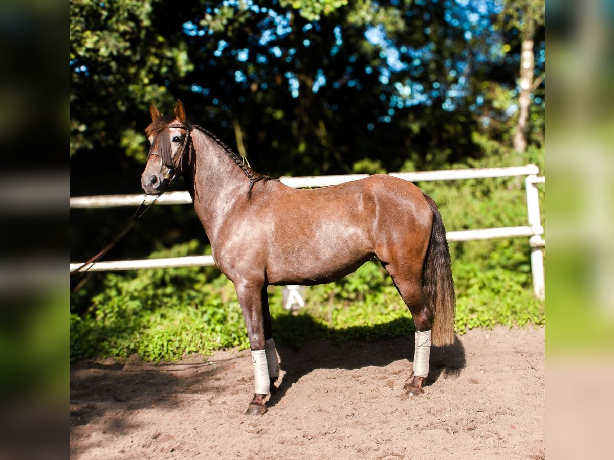 PRE Mare 4 years 15,2 hh Gray in Drage