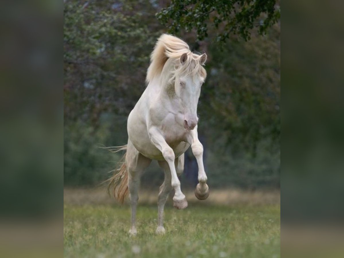 PRE Mix Mare 4 years 15,2 hh Perlino in Balingen