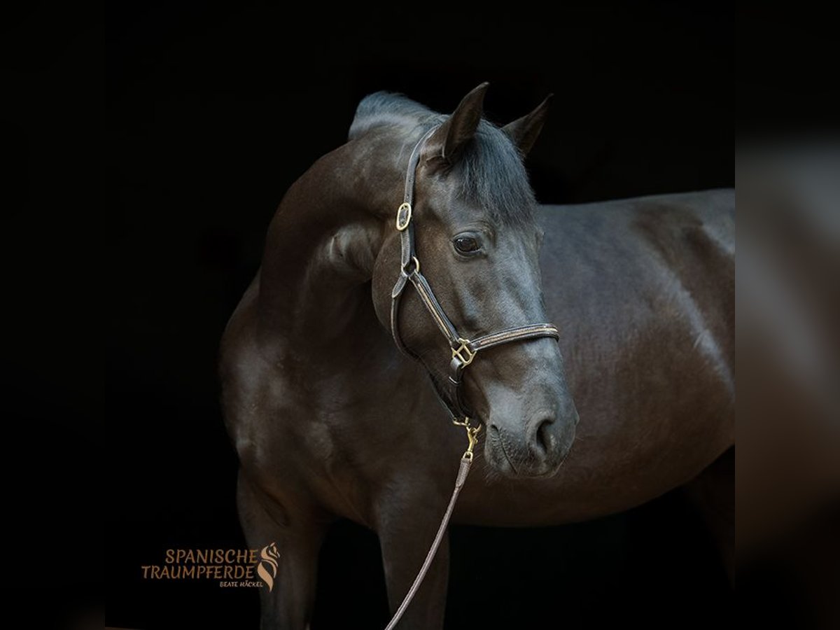 PRE Mix Mare 4 years 15 hh Black in Traventhal