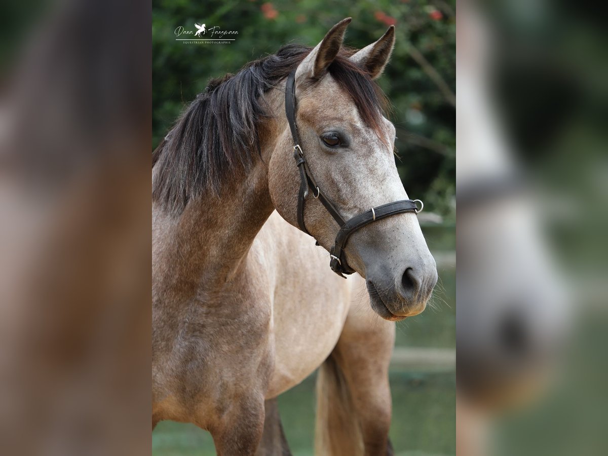 PRE Mare 4 years 15 hh Gray in Bad Laer