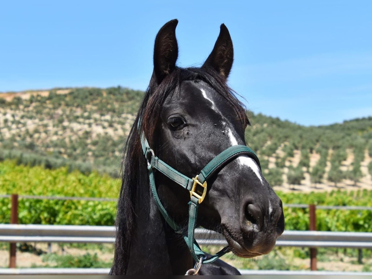 PRE Mix Mare 4 years 15,1 hh Black in Klettgau