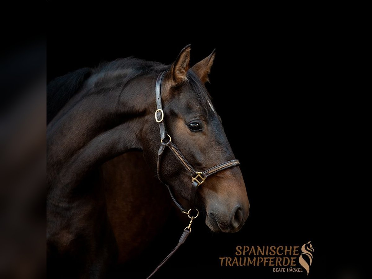 PRE Mare 4 years 15,1 hh Brown in Traventhal