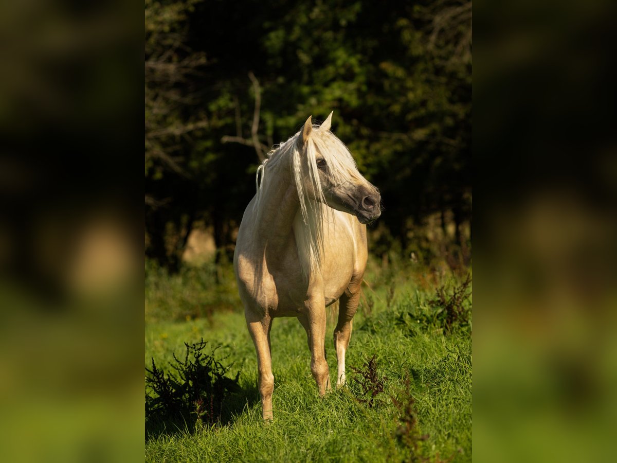 PRE Mix Mare 4 years 15,1 hh Palomino in Feuchtwangen