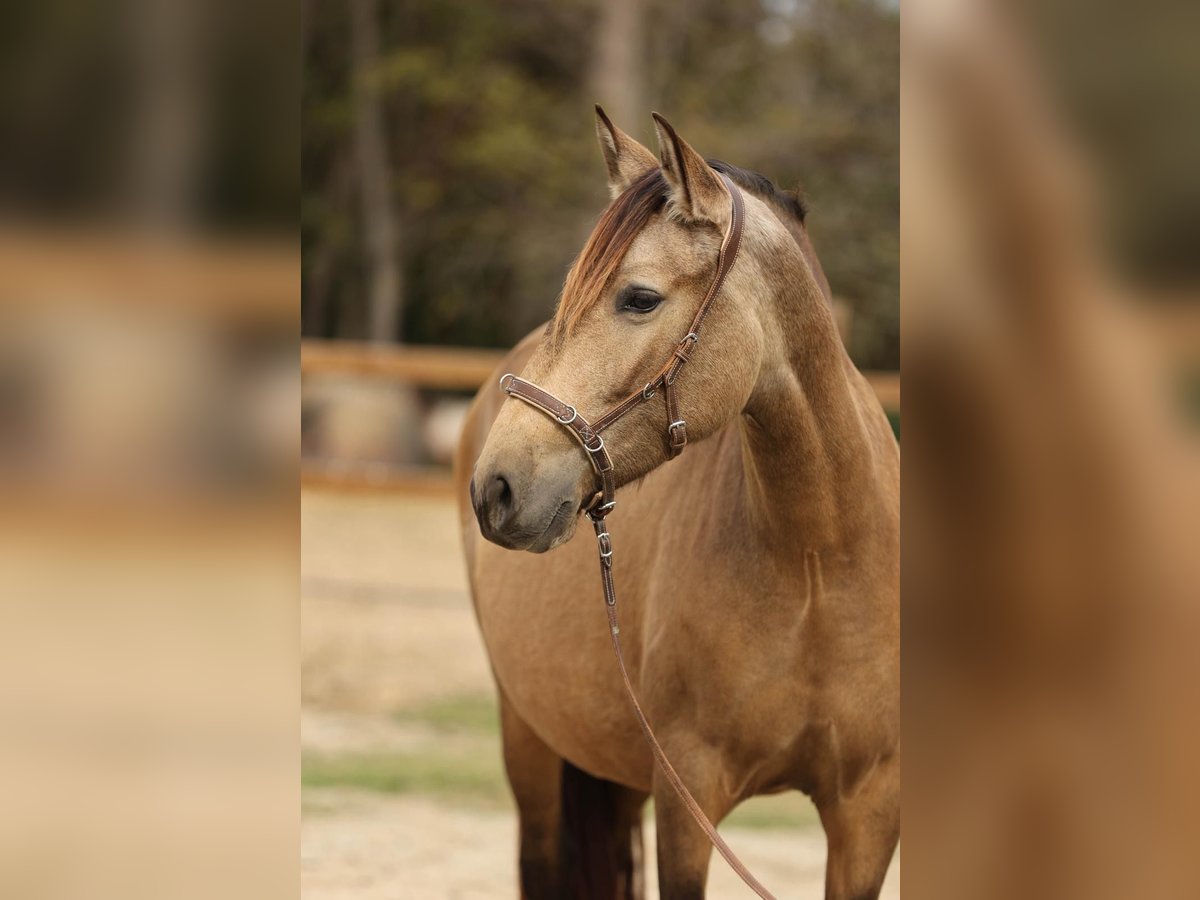 PRE Mix Mare 4 years 15,2 hh Dun in Pedret i Marz&#xE1;  ( Girona )