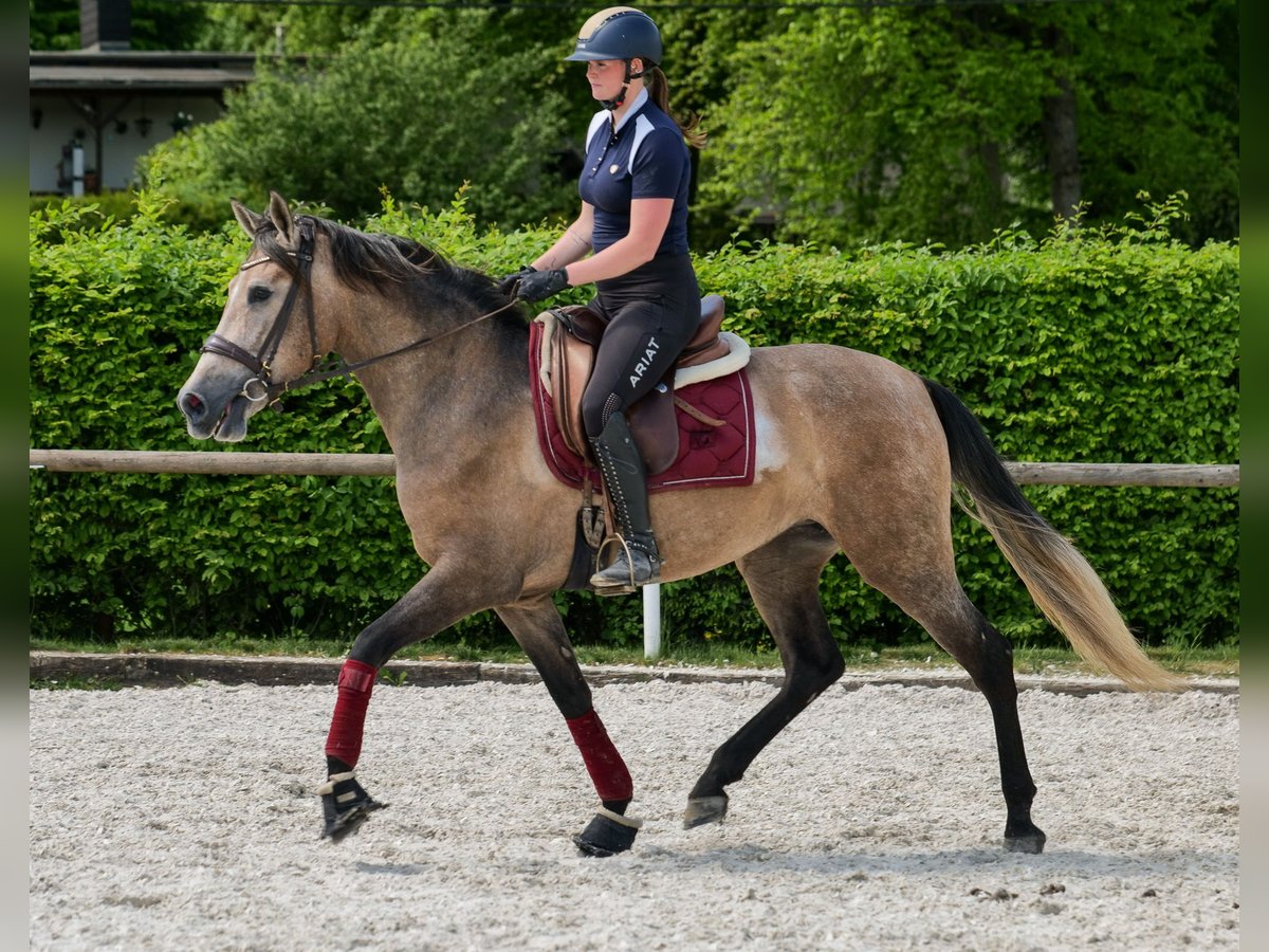 PRE Mix Mare 4 years 15,2 hh Gray-Red-Tan in Neustadt (Wied)