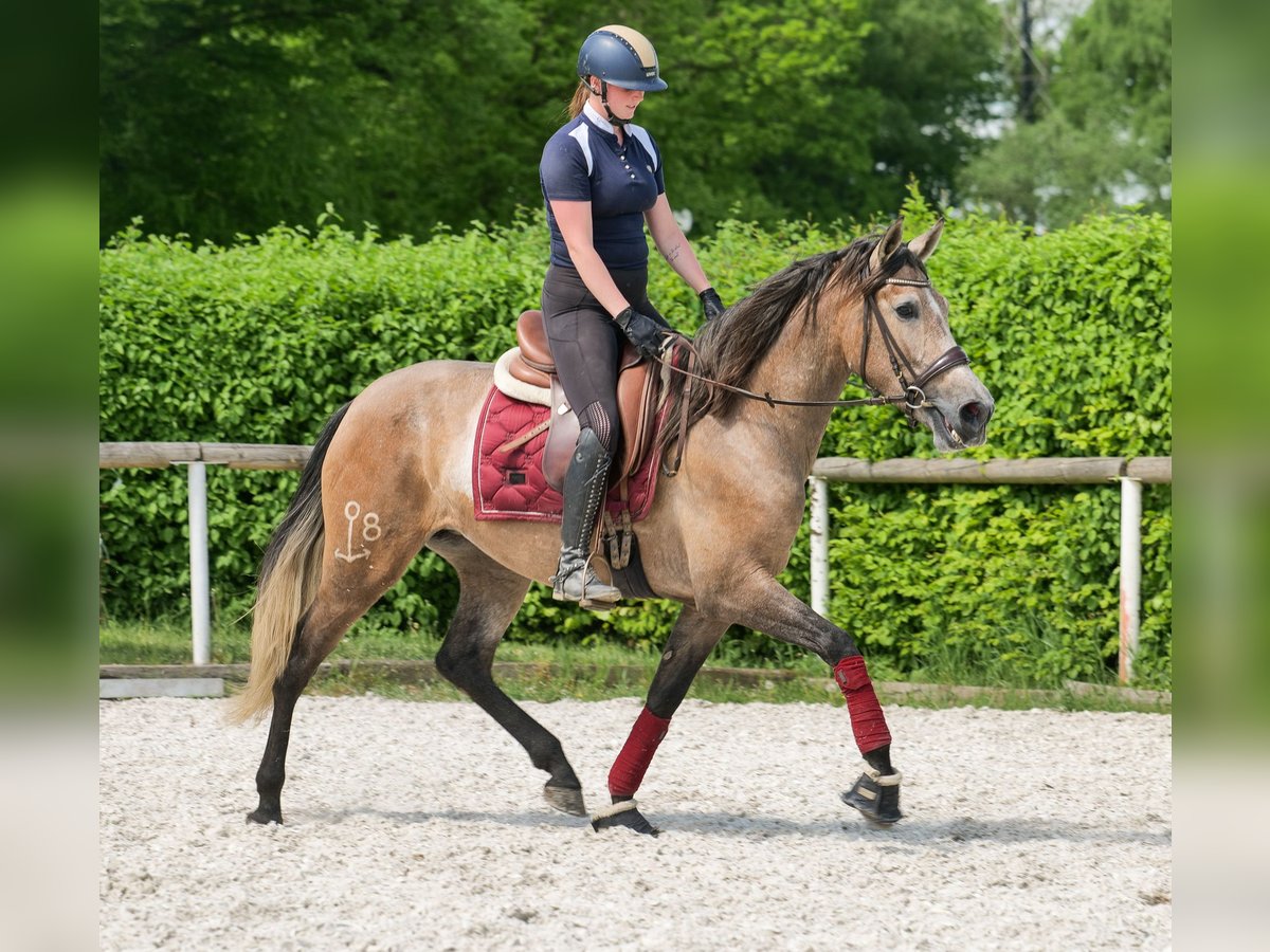 PRE Mare 4 years 15,2 hh Grey-Red-Tan in Neustadt (Wied)