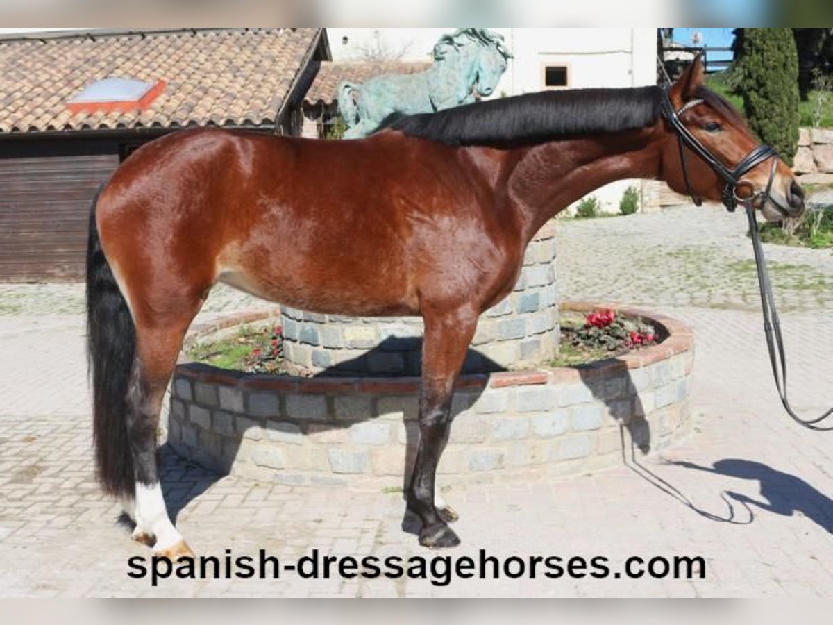 PRE Mix Mare 4 years 16,1 hh Brown in Barcelona