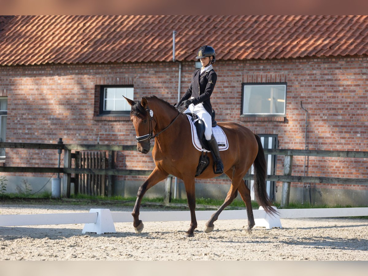 PRE Mare 4 years 16,2 hh Brown in Denderhoutem