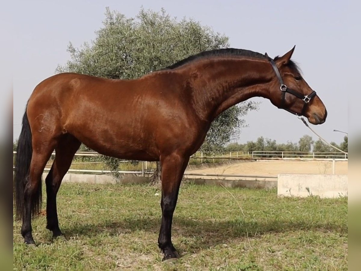 PRE Mix Mare 4 years 16 hh Bay in MADRID