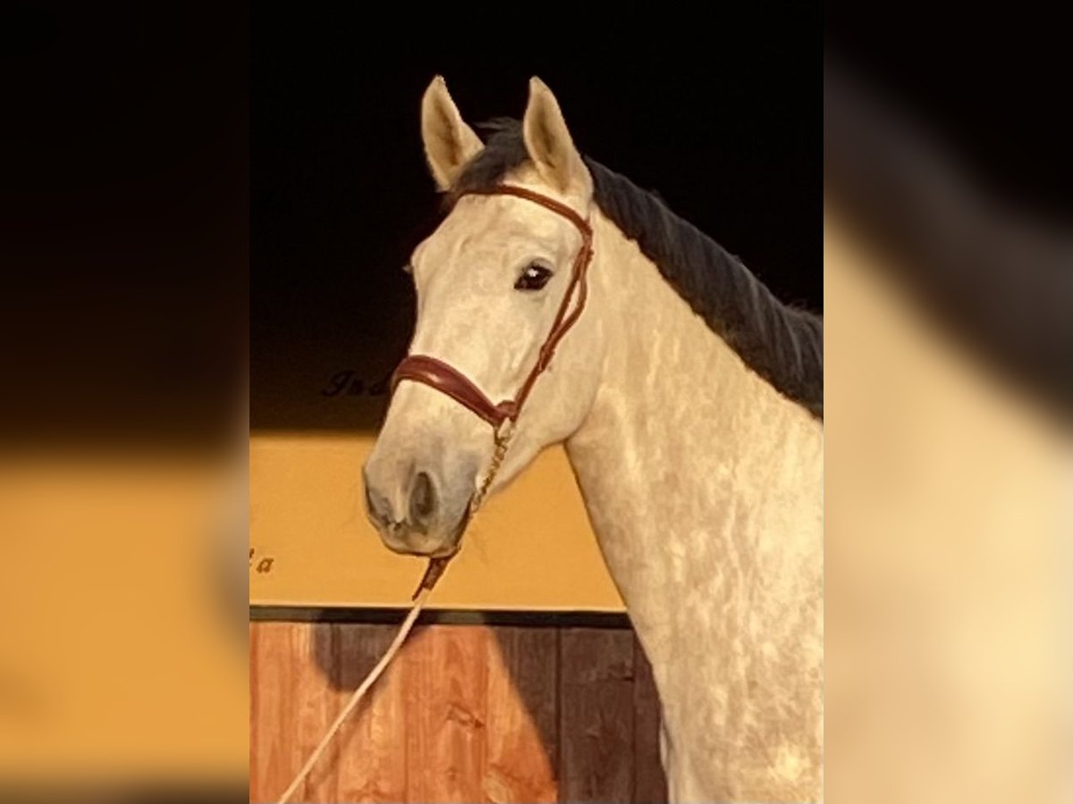 PRE Mare 4 years 16 hh Gray in Montbrio Del Camp