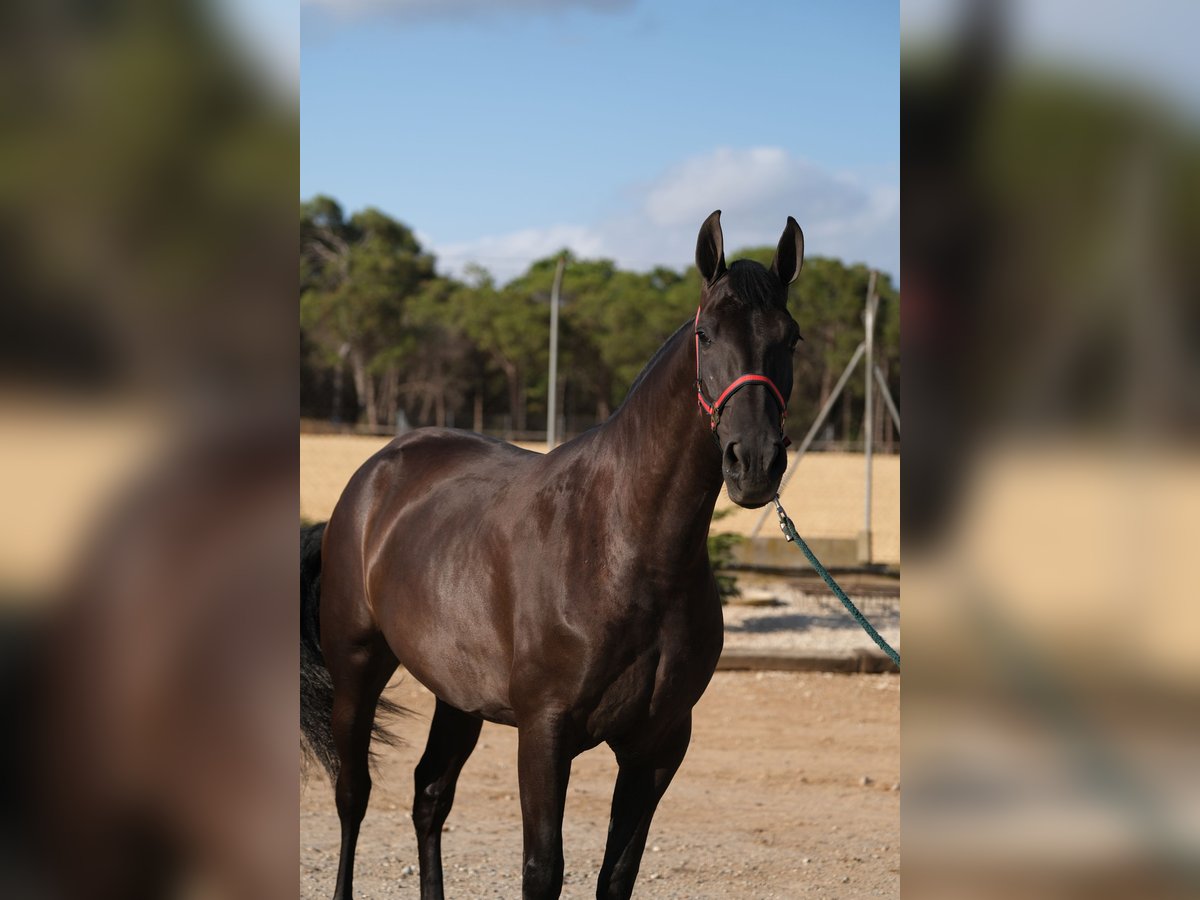 PRE Mix Mare 4 years 16,1 hh Black in Hamburg