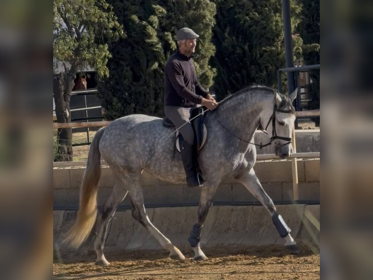 PRE Mix Mare 4 years 16,1 hh Grey in Badajoz