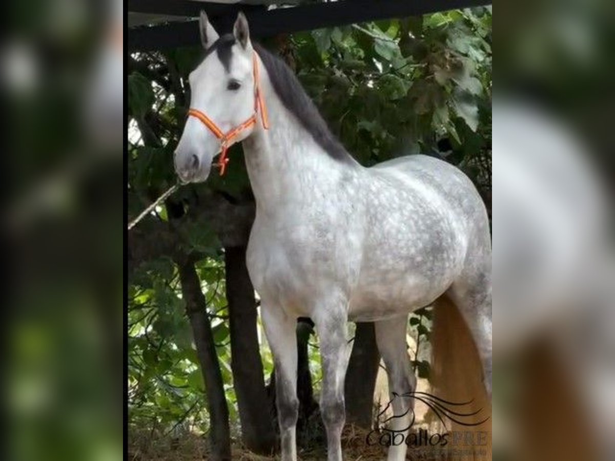 PRE Mix Mare 4 years 16,1 hh Grey in Merida