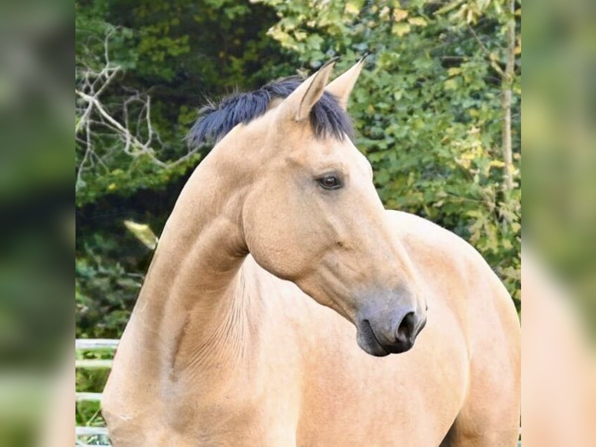 PRE Mix Mare 4 years 16,2 hh Buckskin in Klettgau