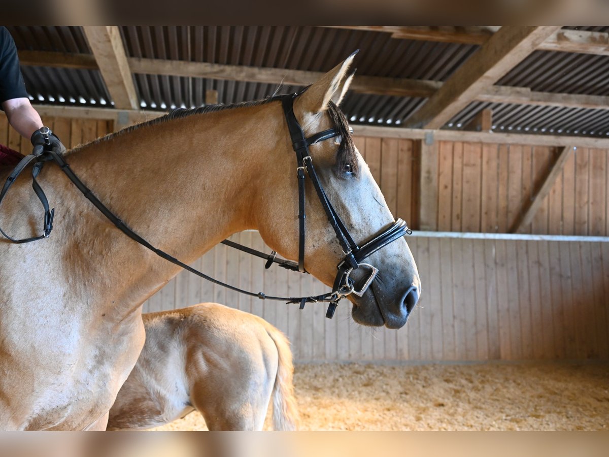 PRE Mare 4 years 16,2 hh Buckskin in Klettgau-B&#xFC;hl