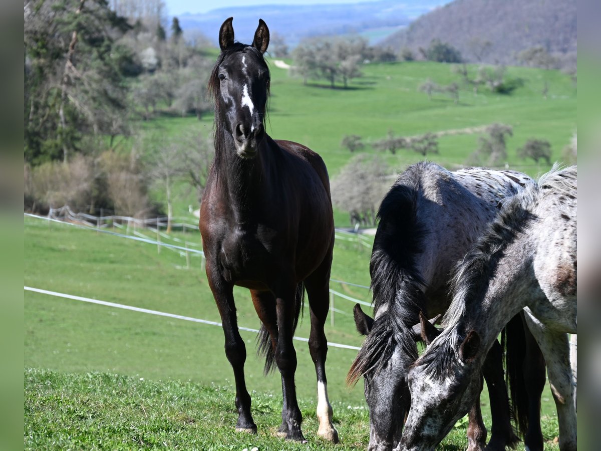 PRE Mare 4 years Black in Klettgau