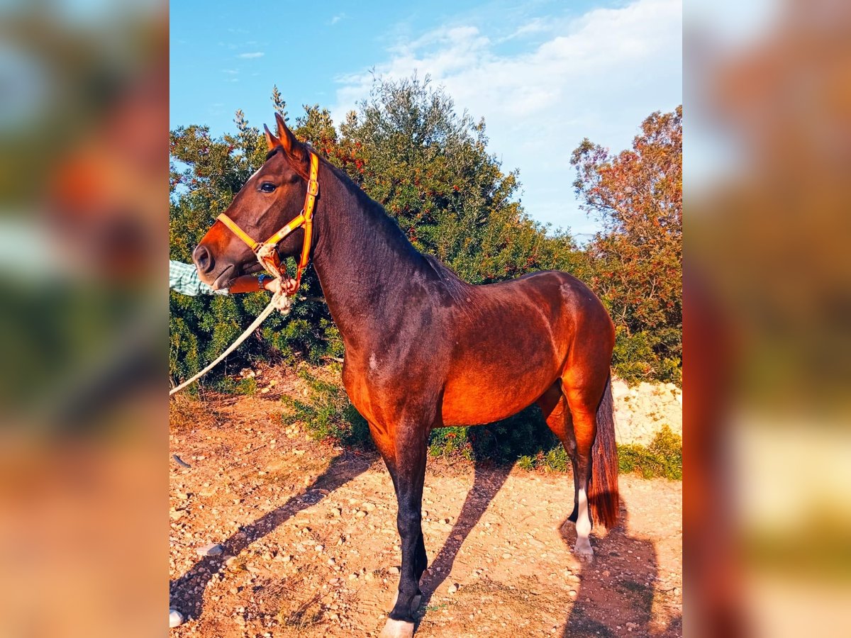 PRE Mix Mare 5 years 14,2 hh Brown in Hamburg