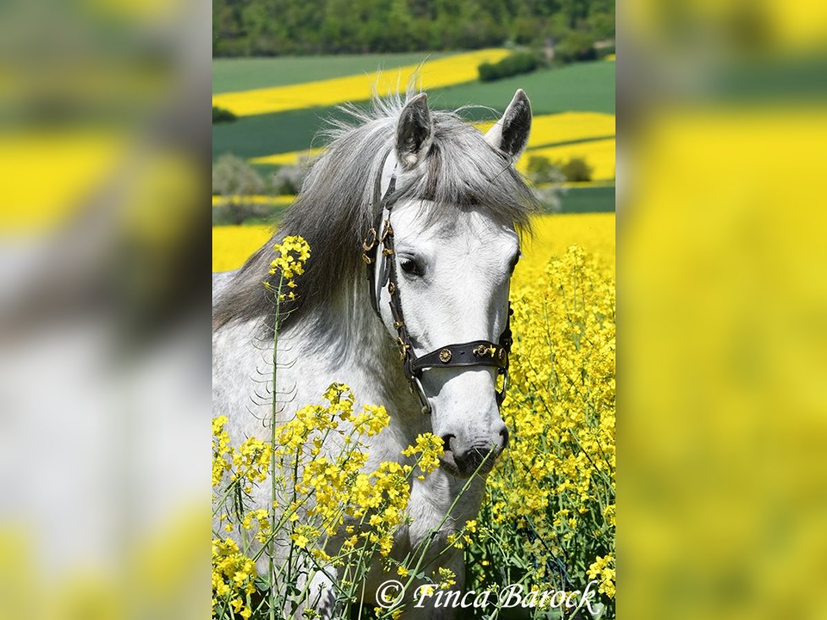 PRE Mare 5 years 14,3 hh Gray in Wiebelsheim