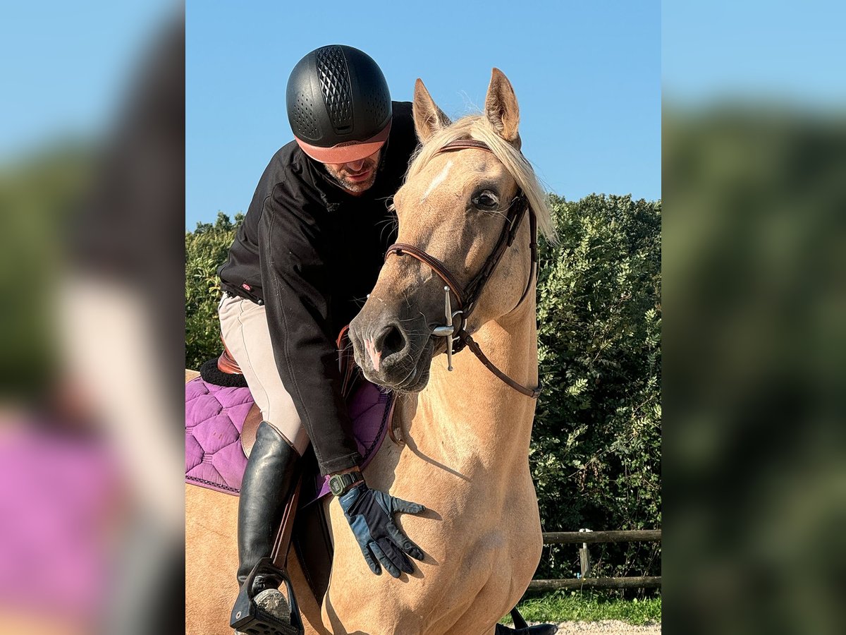 PRE Mare 5 years 15,1 hh Palomino in La Vespière-Friardel