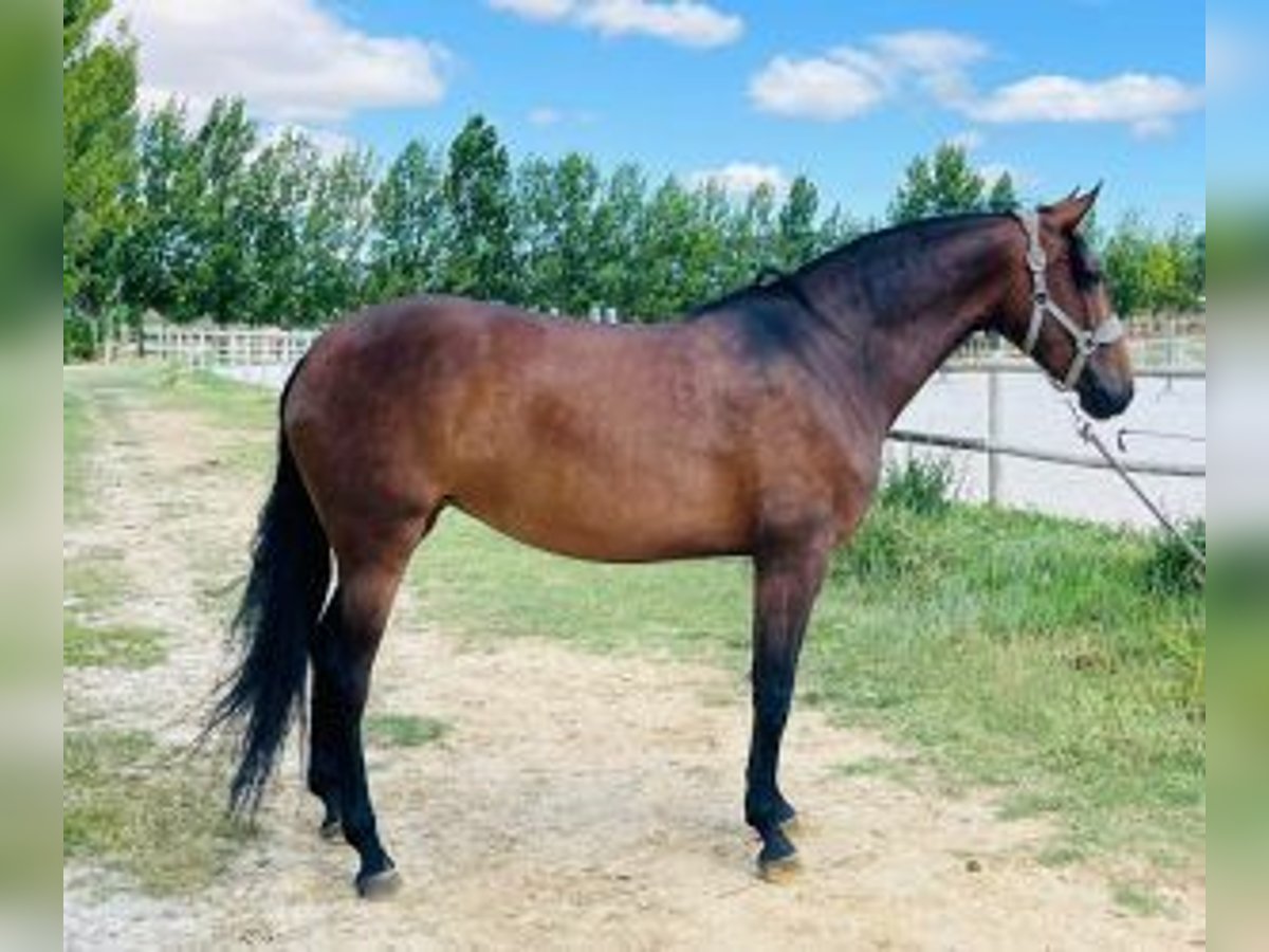 PRE Mix Mare 5 years 15,2 hh Bay in MADRID