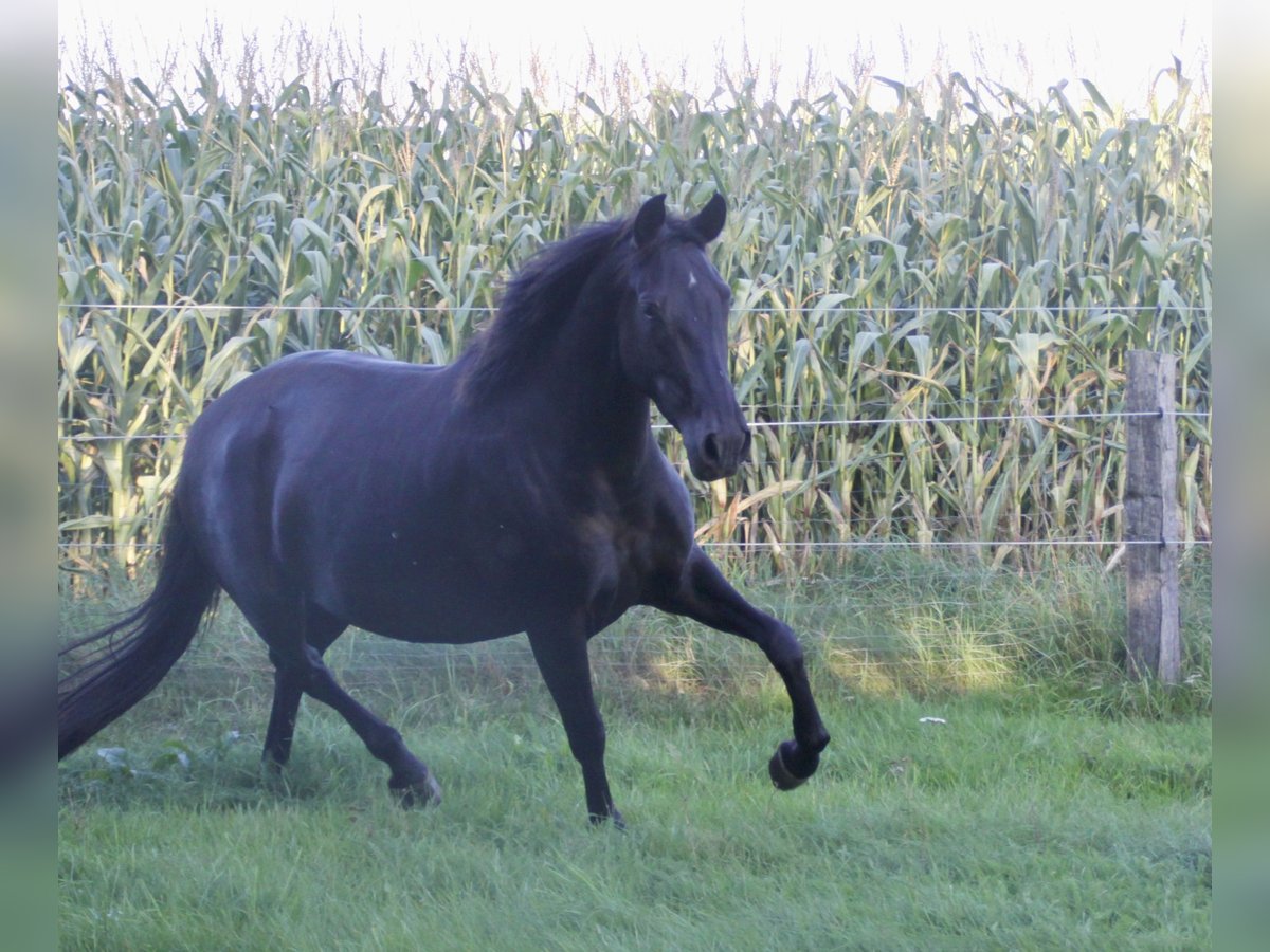 PRE Mare 5 years 15,2 hh Black in Steyerberg