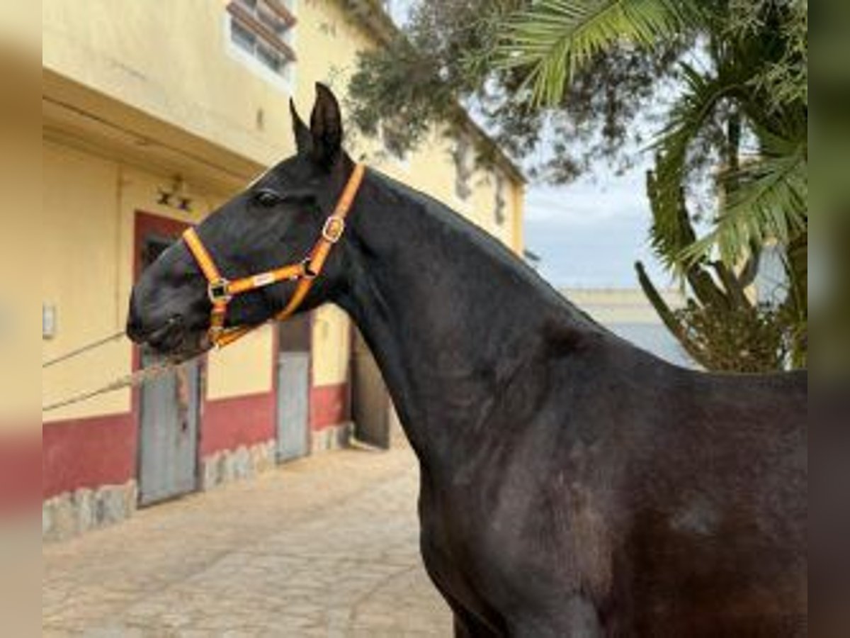 PRE Mix Mare 5 years 15,2 hh Black in ALICANTE