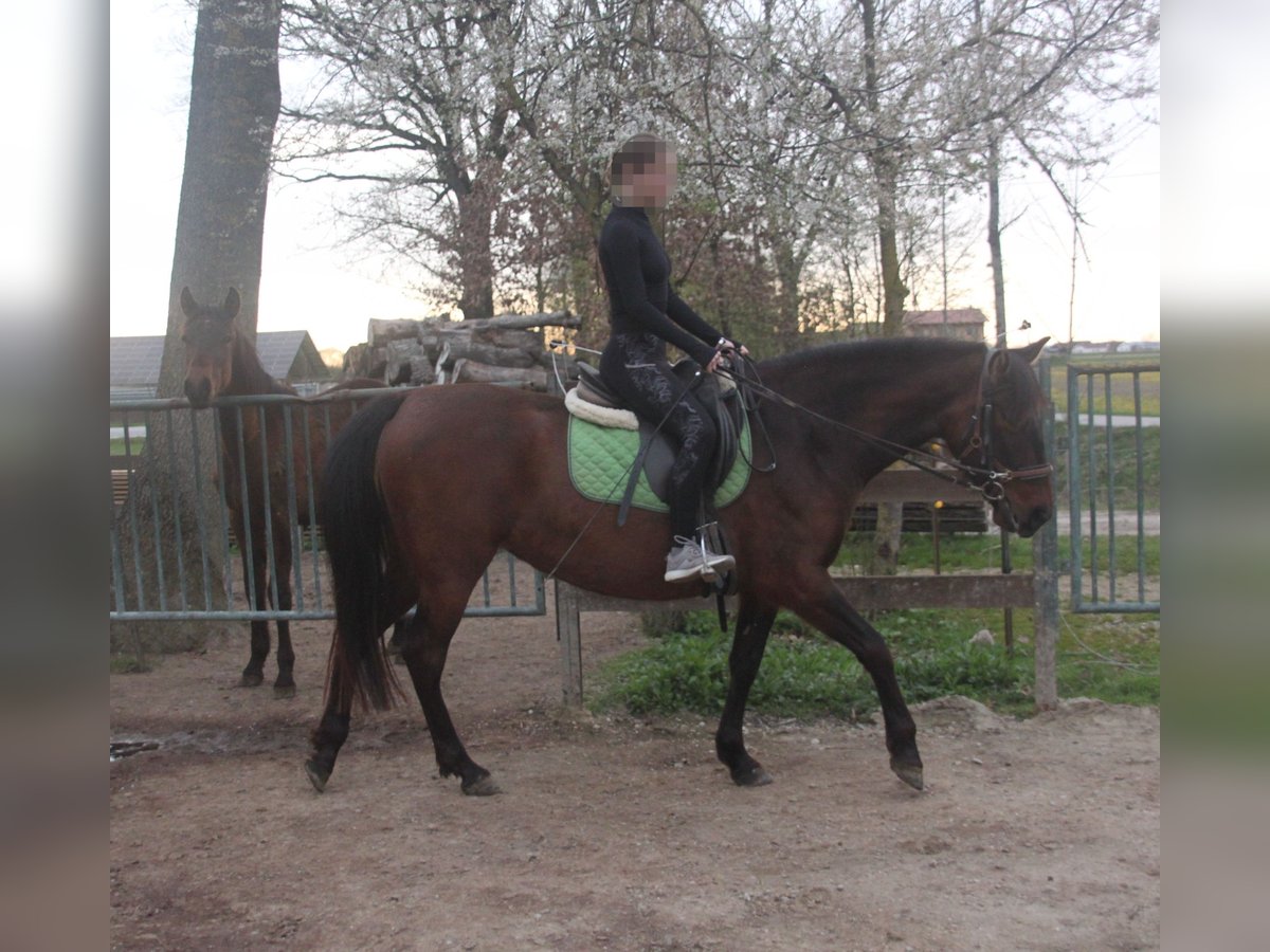 PRE Mix Mare 5 years 15,2 hh Brown in Oberpöring