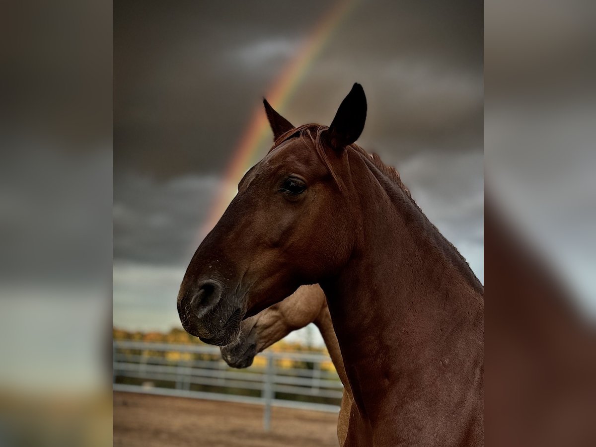 PRE Mare 5 years 15,2 hh Chestnut-Red in StahnsdorfStahnsdorf