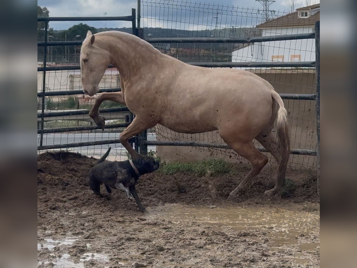 PRE Mare 5 years 15,2 hh Cremello in Santa Marta