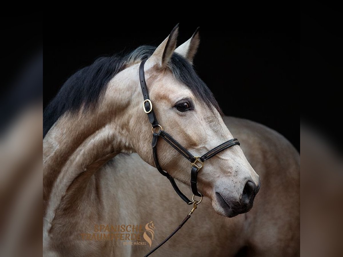 PRE Mare 5 years 15,2 hh Dun in Traventhal