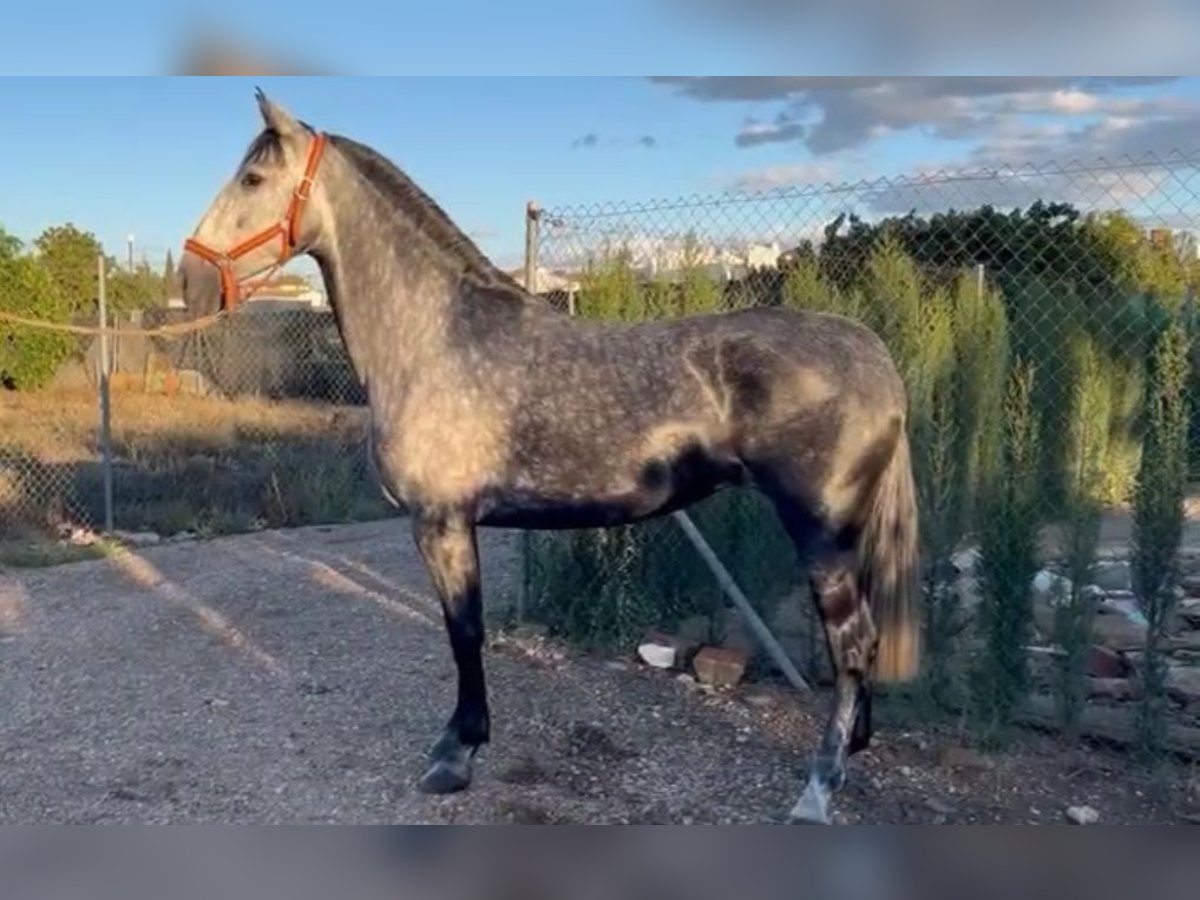 PRE Mix Mare 5 years 15,2 hh Gray-Blue-Tan in Münster