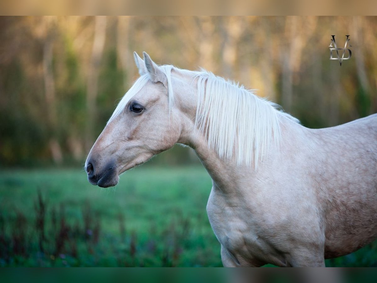 PRE Mare 5 years 15,2 hh Palomino in La Vespière-Friardel