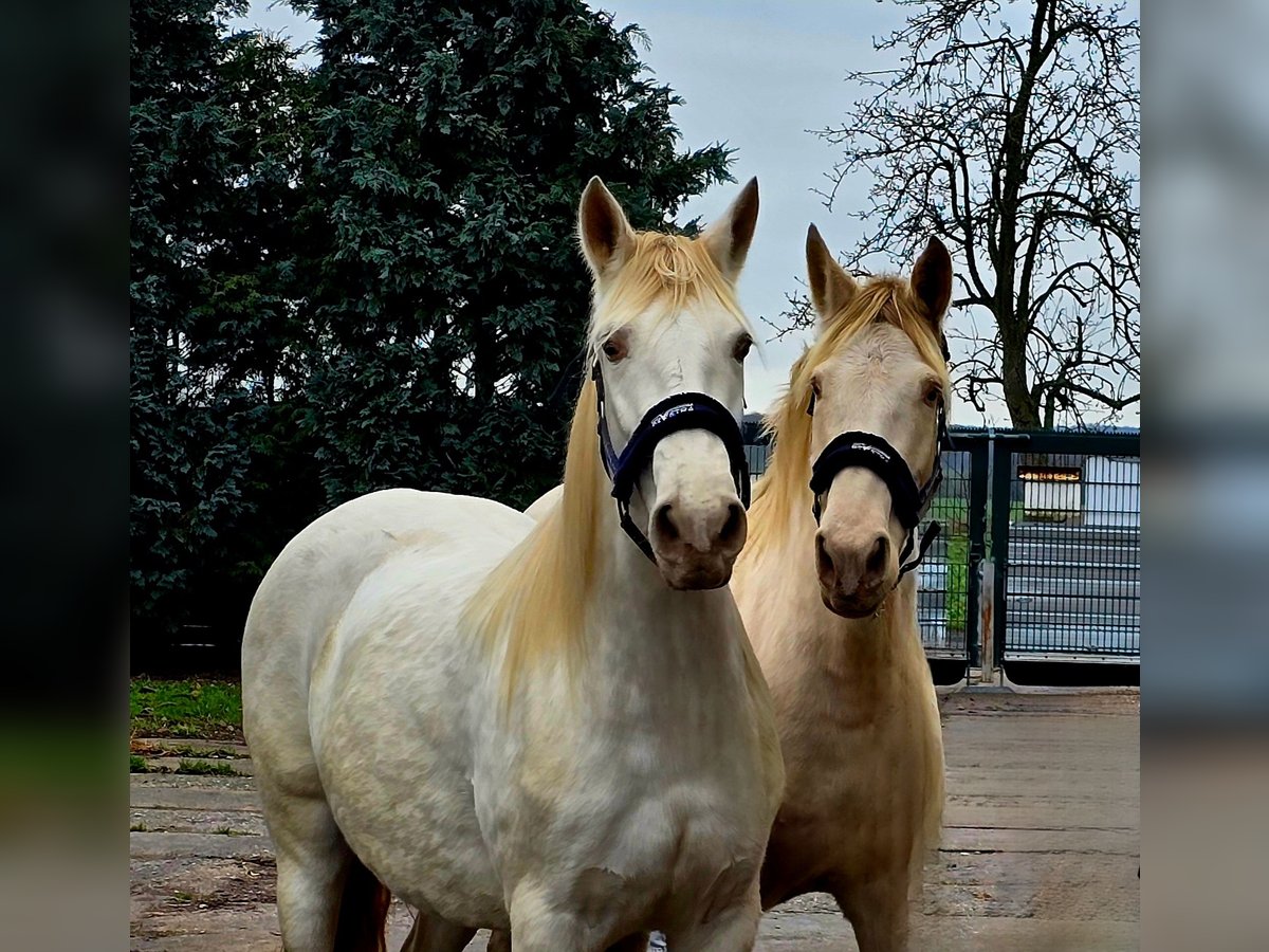 PRE Mare 5 years 15,2 hh Pearl in Polenz